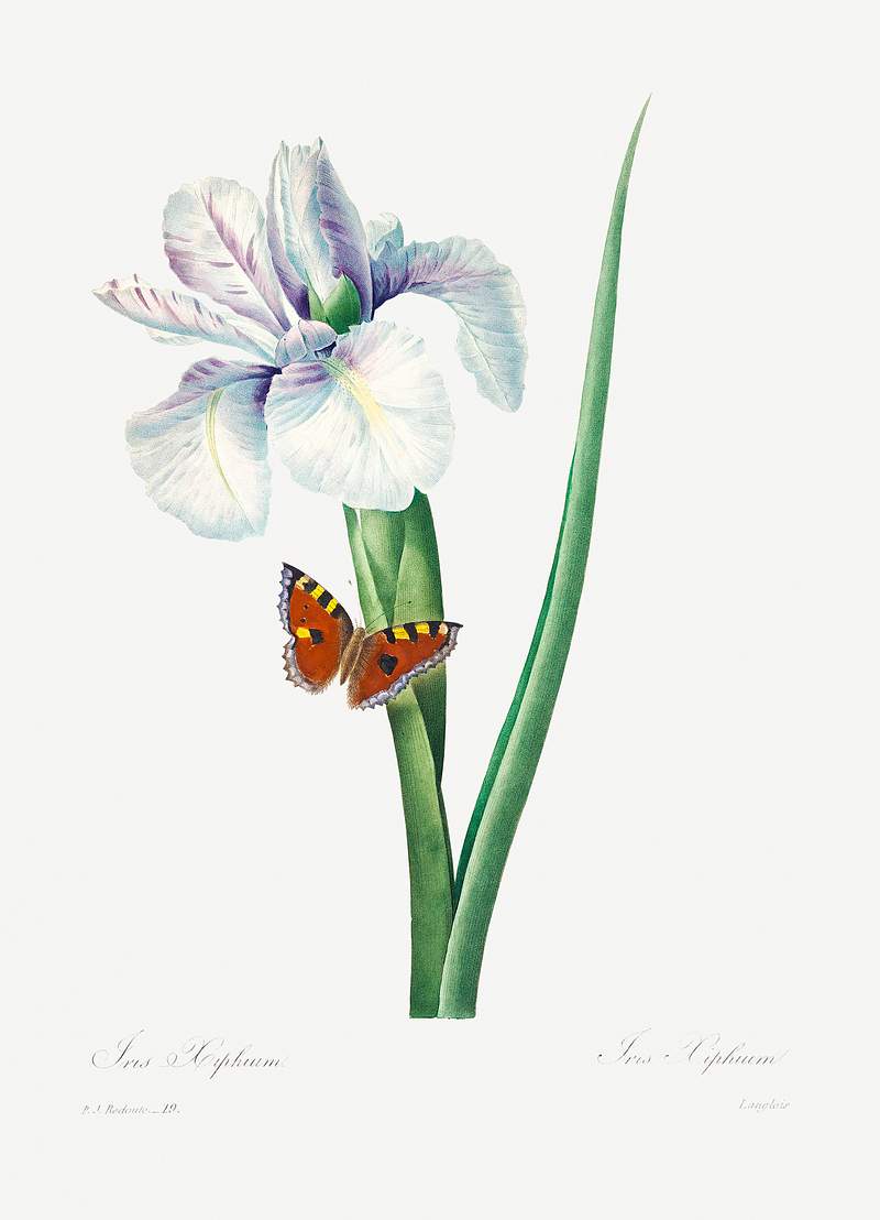 Spanish iris by Pierre-Joseph Redouté (1759–1840). Original from Biodiversity Heritage Library. Digitally…