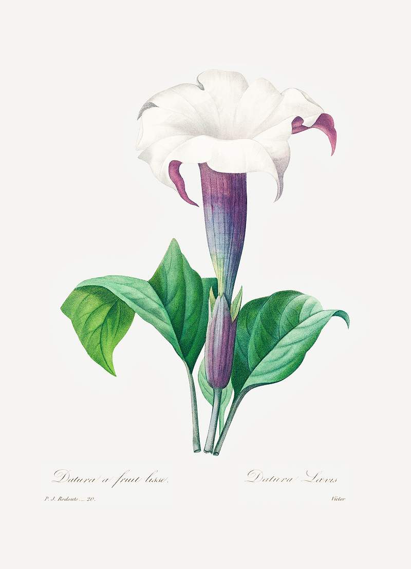 Thorn apple by Pierre-Joseph Redouté (1759–1840). Original from Biodiversity Heritage Library. Digitally…