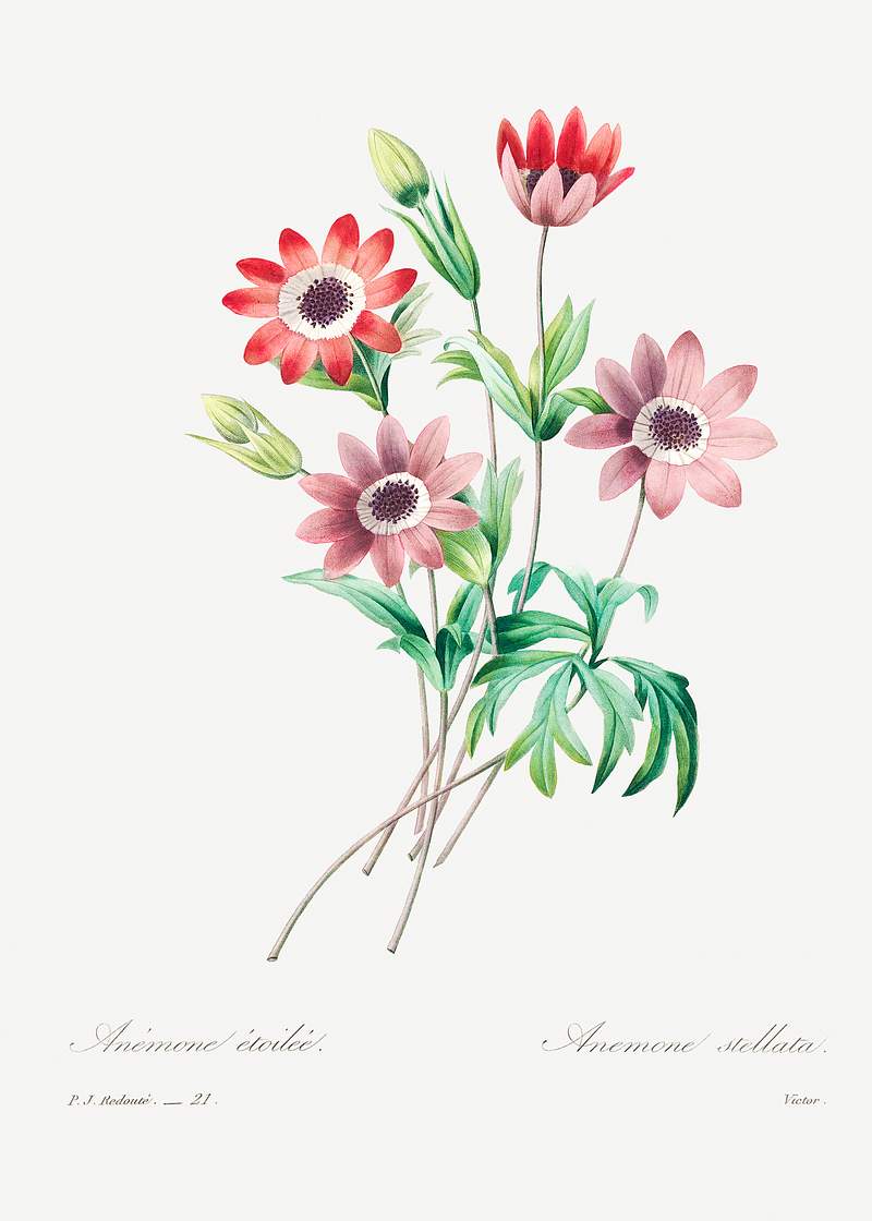 Broad leaved anemone by Pierre-Joseph Redouté (1759–1840). Original from Biodiversity Heritage Library.…