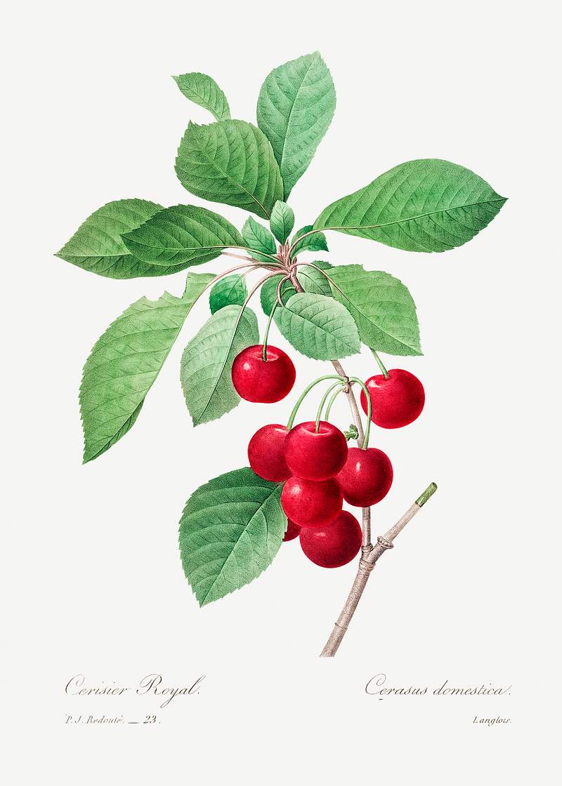 Red cherry by Pierre-Joseph Redouté (1759–1840). Original from Biodiversity Heritage Library. Digitally enhanced…