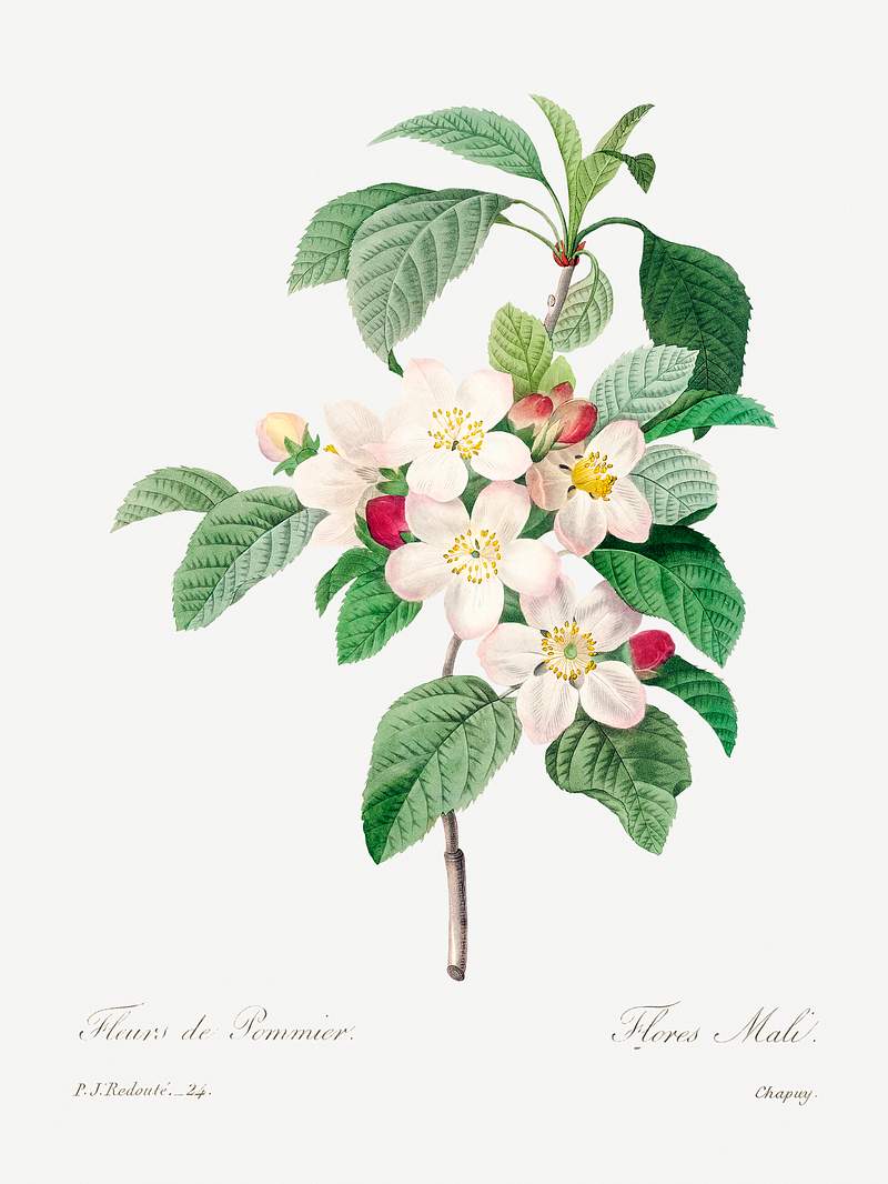 Antique plant drawn by Pierre-Joseph Redouté (1759–1840). Original from Biodiversity Heritage Library. Digitally…