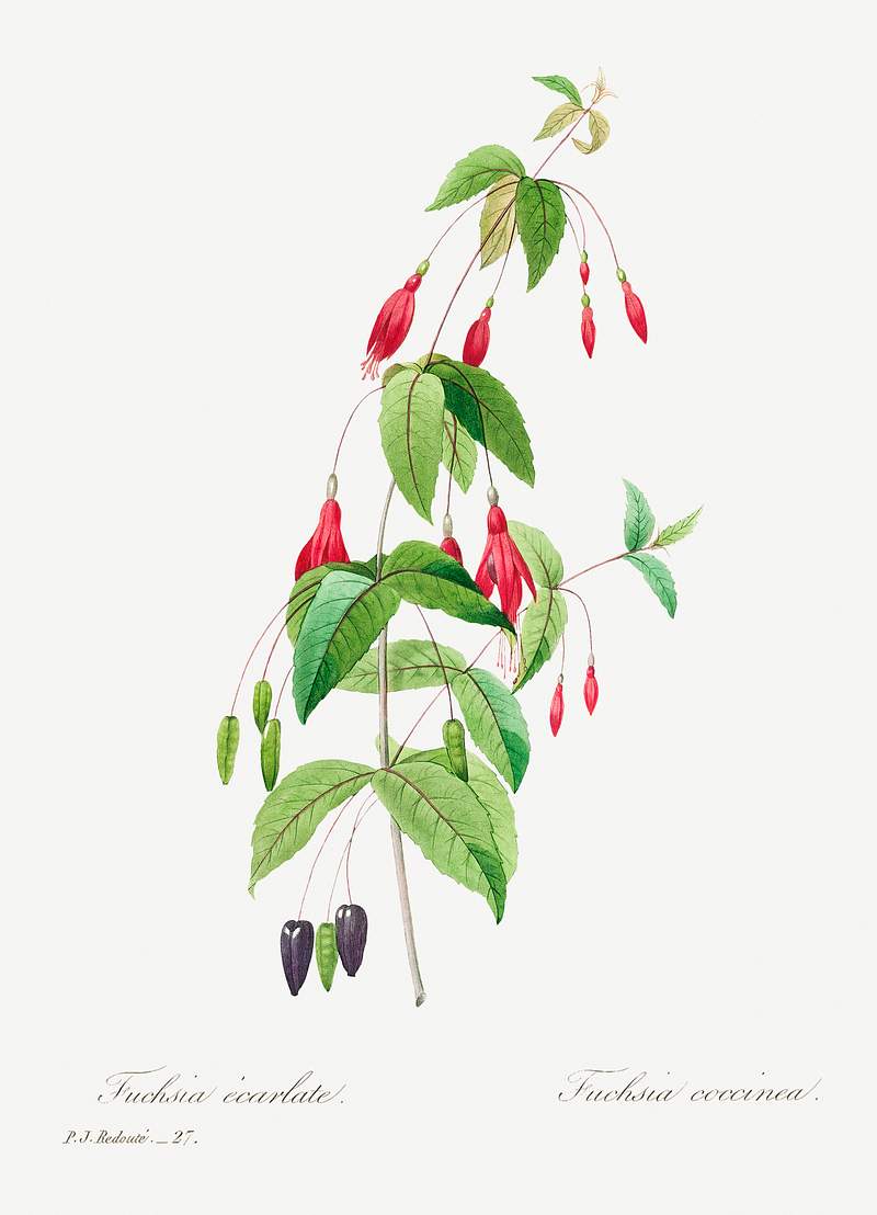 Fuchsia by Pierre-Joseph Redouté (1759–1840). Original from Biodiversity Heritage Library. Digitally enhanced by…
