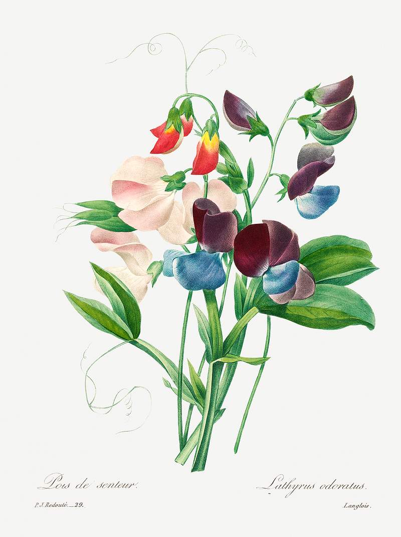 Sweet pea by Pierre-Joseph Redouté (1759–1840). Original from Biodiversity Heritage Library. Digitally enhanced…