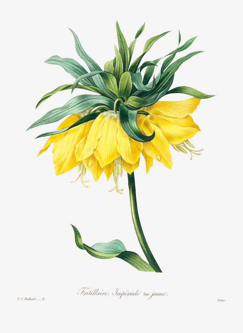 Kaiser's crown by Pierre-Joseph Redouté (1759–1840). Original from Biodiversity Heritage Library. Digitally…