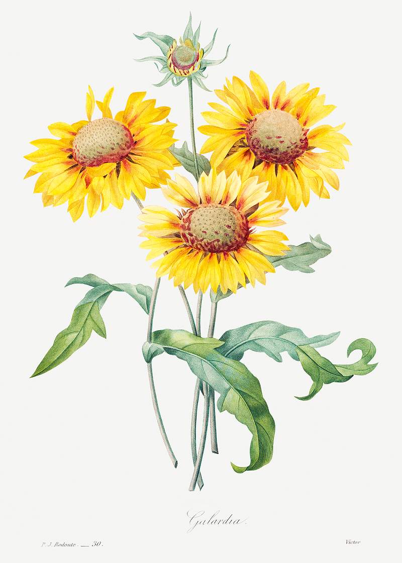 Blanket flower by Pierre-Joseph Redouté (1759–1840). Original from Biodiversity Heritage Library. Digitally…