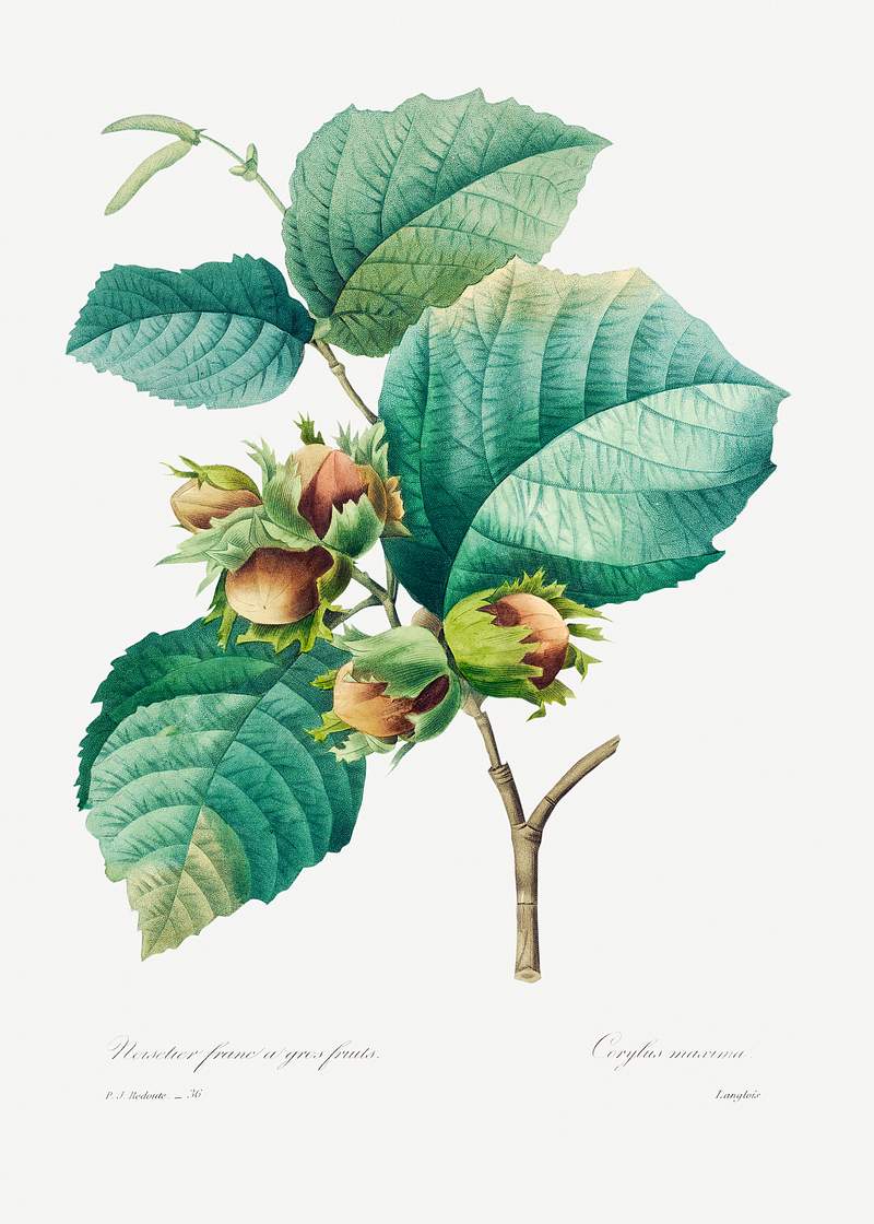 Hazelnut by Pierre-Joseph Redouté (1759–1840). Original from Biodiversity Heritage Library. Digitally enhanced…