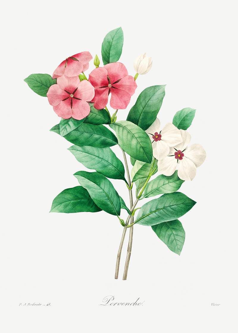 Periwinkle by Pierre-Joseph Redouté (1759–1840). Original from Biodiversity Heritage Library. Digitally enhanced…