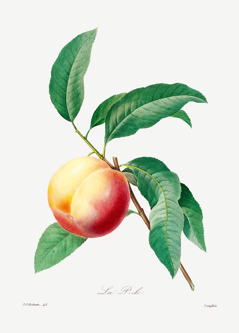 Peach fruit on a branch by Pierre-Joseph Redouté (1759–1840). Original from Biodiversity Heritage Library.…