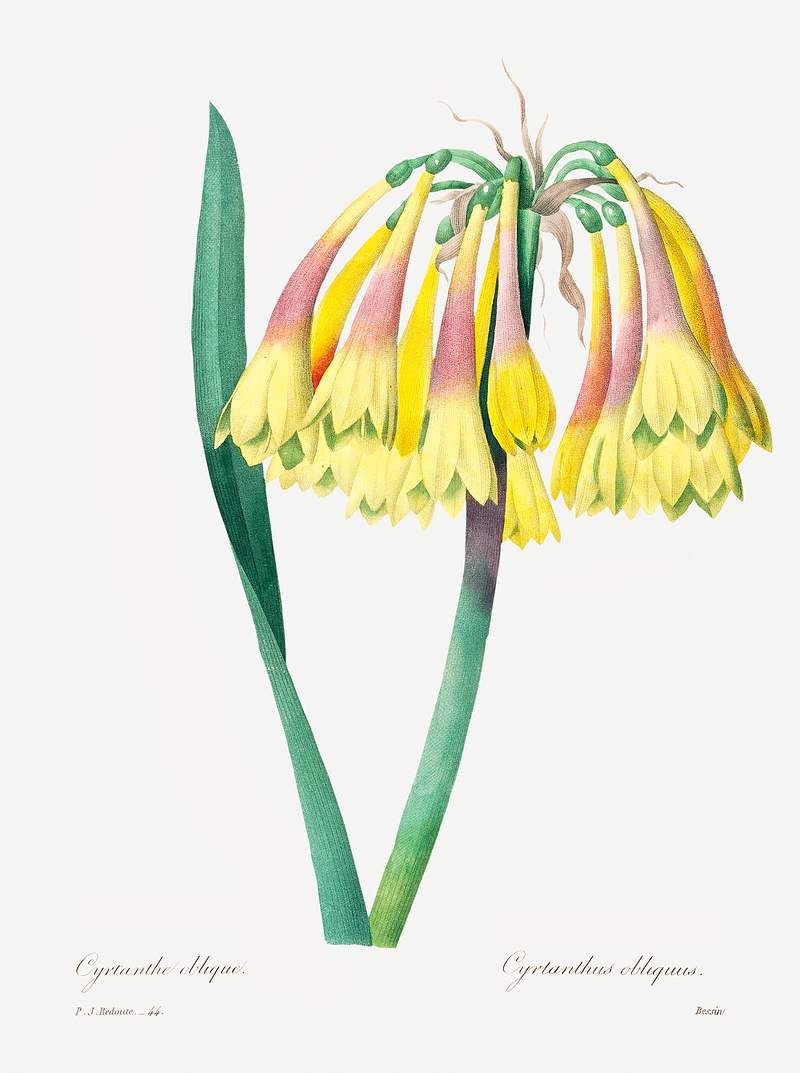 Antique plant drawn by Pierre-Joseph Redouté (1759–1840). Original from Biodiversity Heritage Library. Digitally…