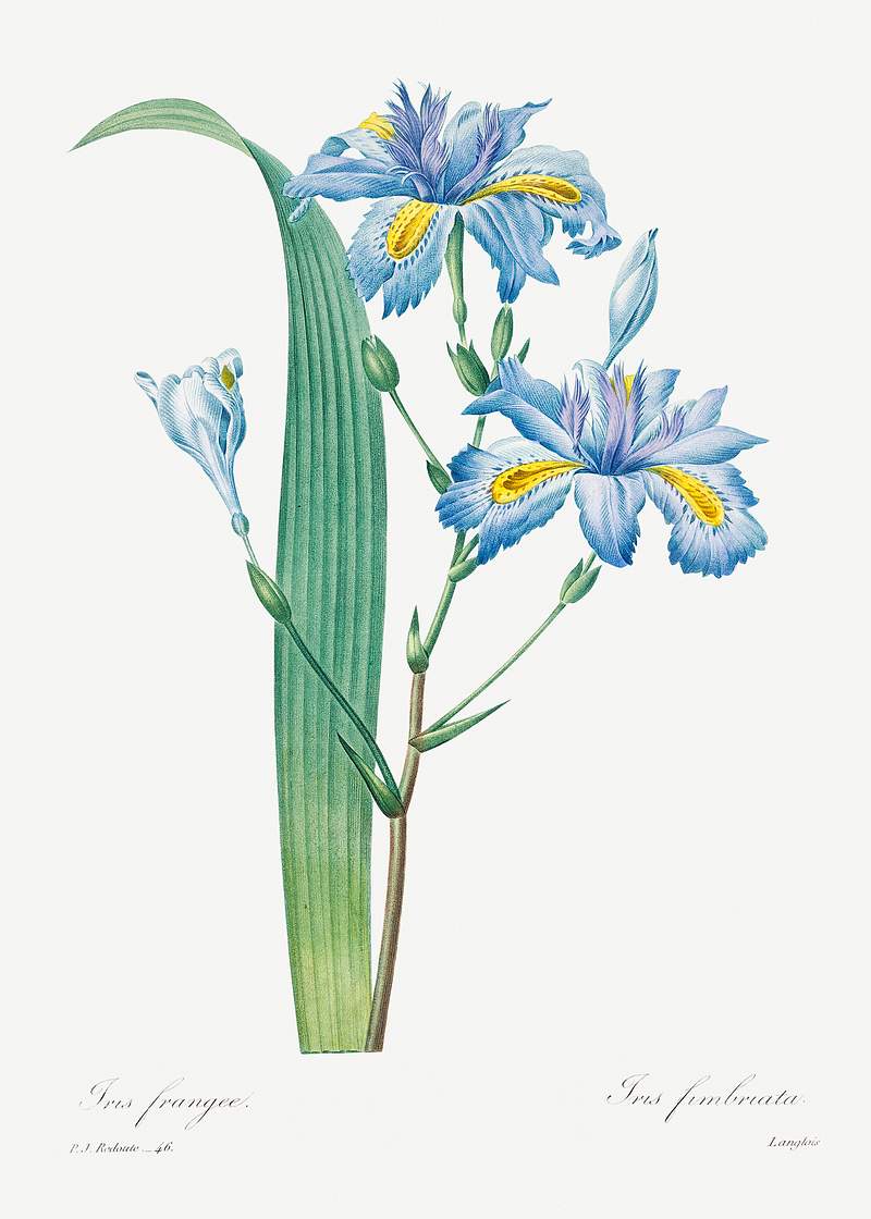 Shaga by Pierre-Joseph Redouté (1759–1840). Original from Biodiversity Heritage Library. Digitally enhanced by…