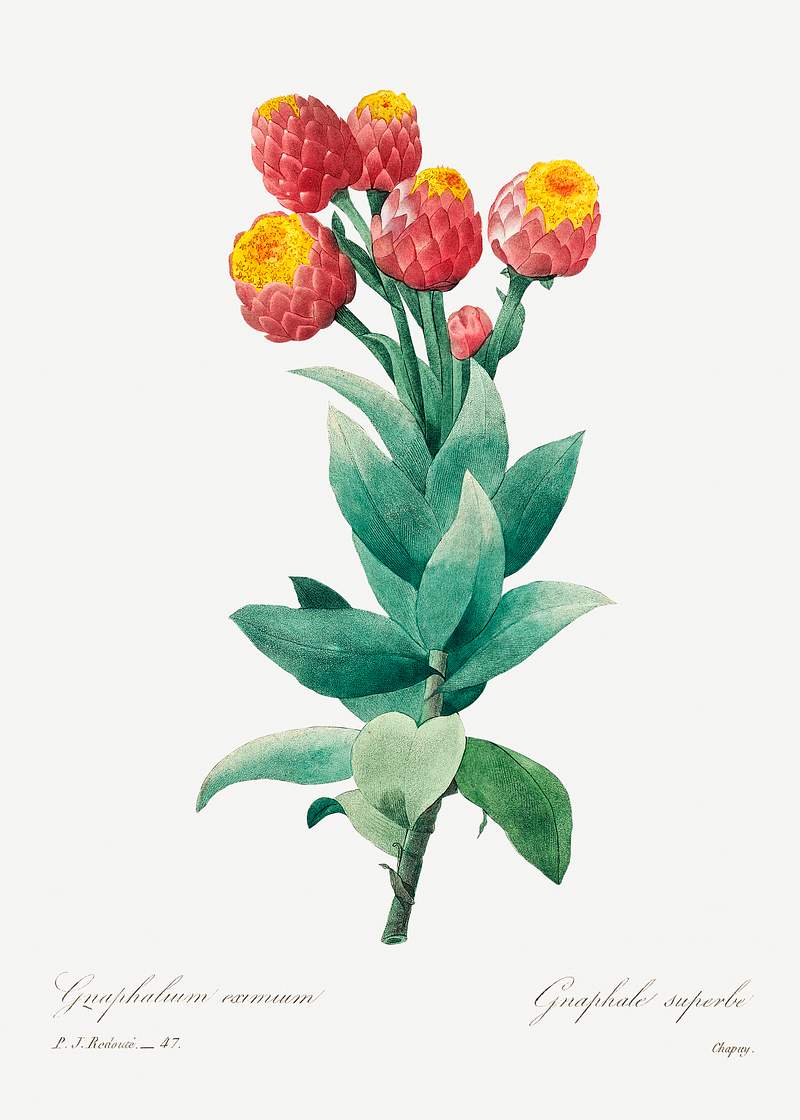 Cudweed by Pierre-Joseph Redouté (1759–1840). Original from Biodiversity Heritage Library. Digitally enhanced by…