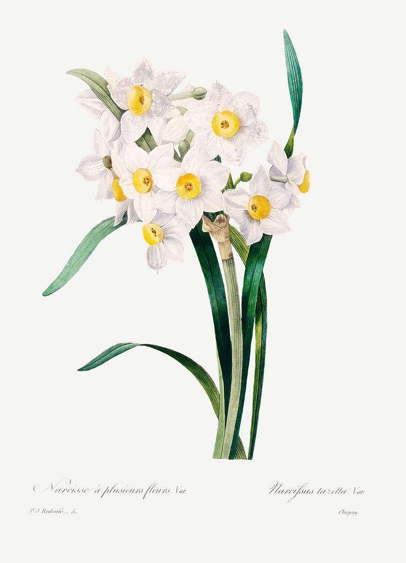 Chinese sacred lily by Pierre-Joseph Redouté (1759–1840). Original from Biodiversity Heritage Library. Digitally…