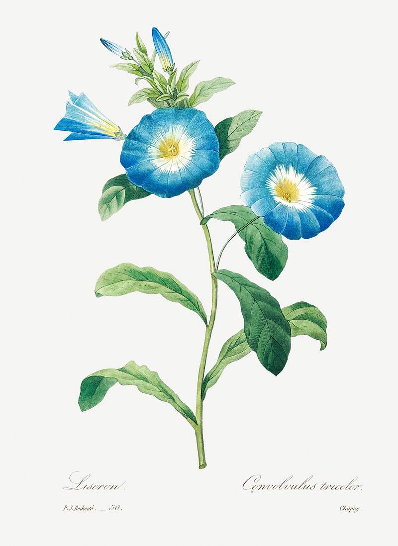 Field bindweed by Pierre-Joseph Redouté (1759–1840). Original from Biodiversity Heritage Library. Digitally…
