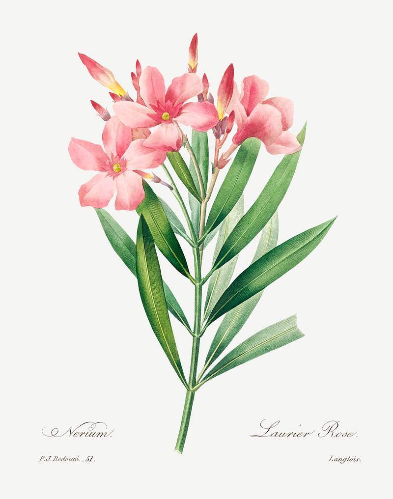 Oleander by Pierre-Joseph Redouté (1759–1840). Original from Biodiversity Heritage Library. Digitally enhanced…