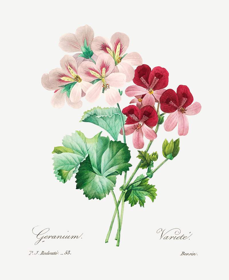 Cranesbill by Pierre-Joseph Redouté (1759–1840). Original from Biodiversity Heritage Library. Digitally enhanced…