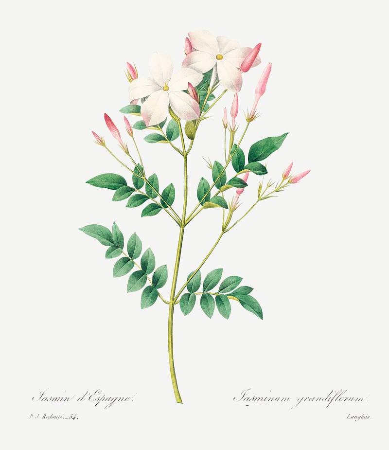 Spanish jasmine by Pierre-Joseph Redouté (1759–1840). Original from Biodiversity Heritage Library. Digitally…