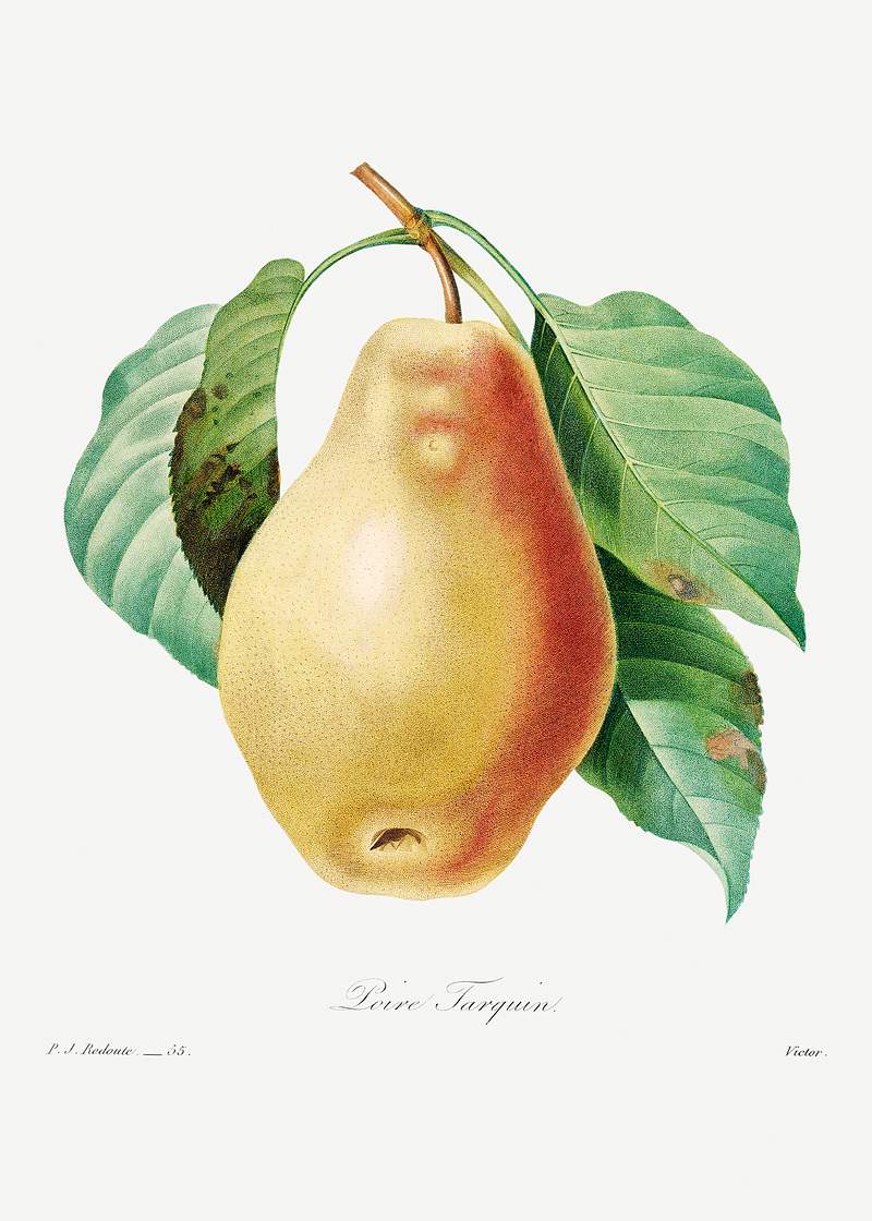 Pear by Pierre-Joseph Redouté (1759–1840). Original from Biodiversity Heritage Library. Digitally enhanced by…