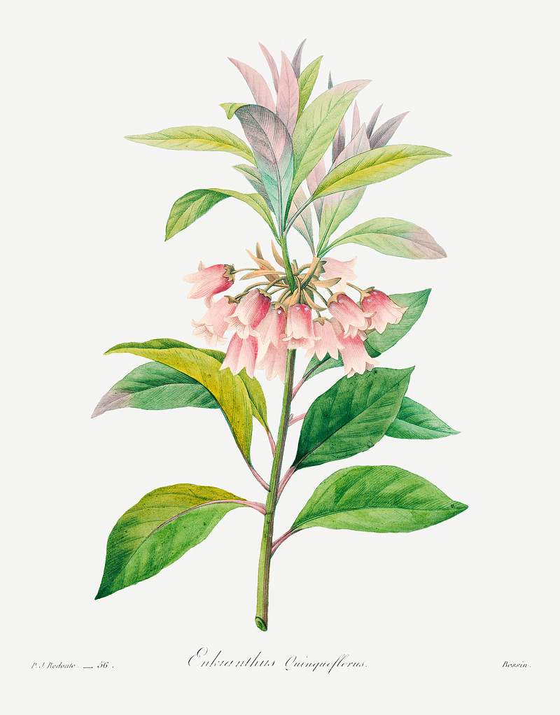 Redvein enkianthus by Pierre-Joseph Redouté (1759–1840). Original from Biodiversity Heritage Library. Digitally…