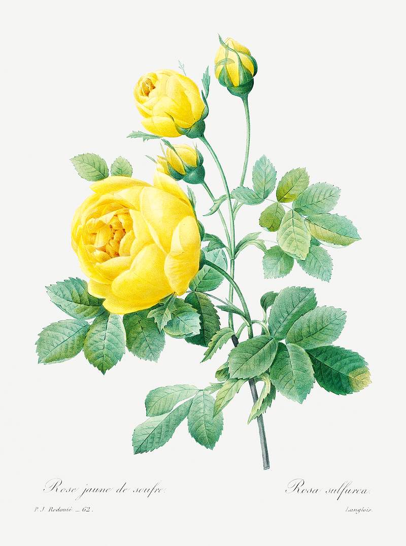 Yellow rose by Pierre-Joseph Redouté (1759–1840). Original from Biodiversity Heritage Library. Digitally…