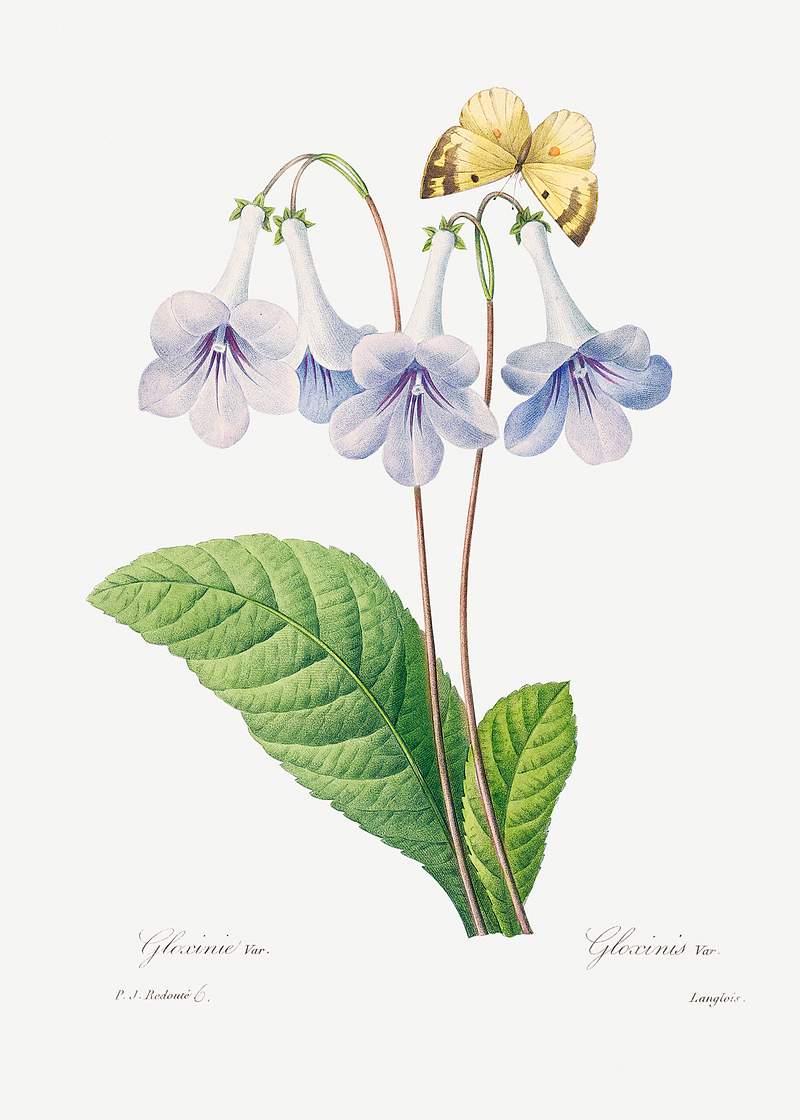 Canterbury by Pierre-Joseph Redouté (1759–1840). Original from Biodiversity Heritage Library. Digitally enhanced…