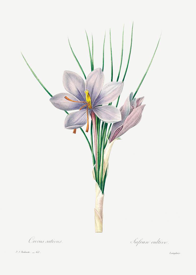 Autumn crocus by Pierre-Joseph Redouté (1759–1840). Original from Biodiversity Heritage Library. Digitally…