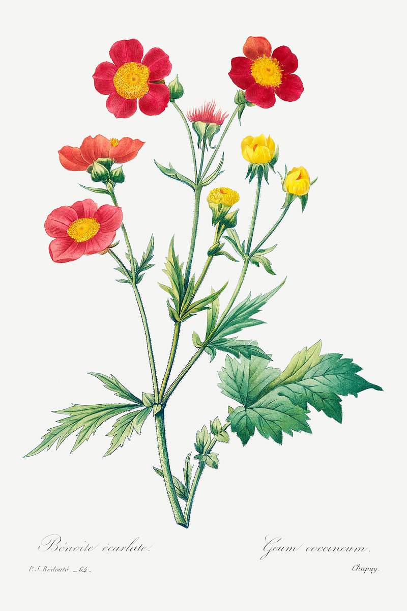 Red avens by Pierre-Joseph Redouté (1759–1840). Original from Biodiversity Heritage Library. Digitally enhanced…