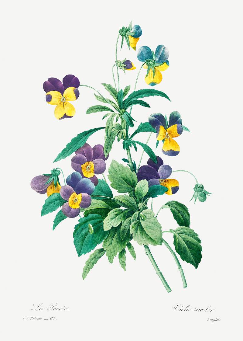 Wild pansy by Pierre-Joseph Redouté (1759–1840). Original from Biodiversity Heritage Library. Digitally enhanced…