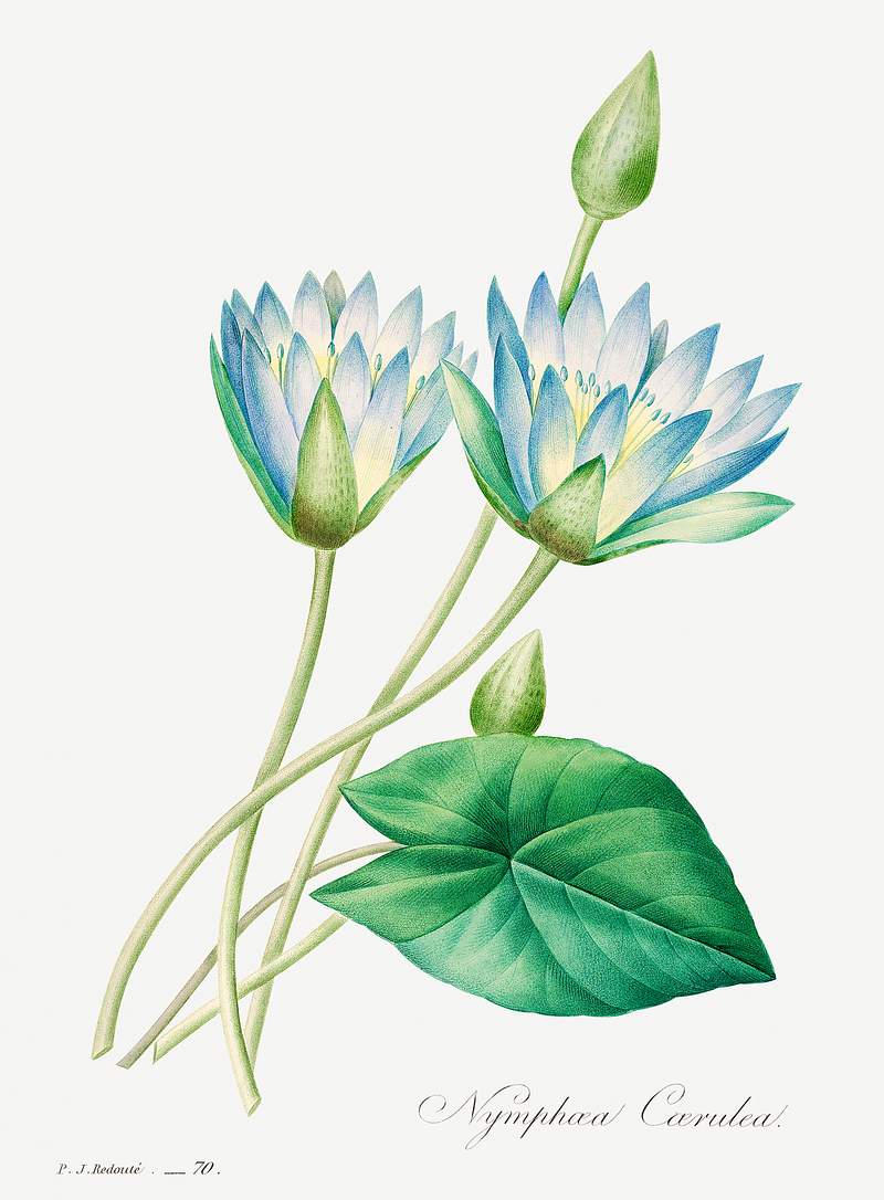 Egyptian lotus by Pierre-Joseph Redouté (1759–1840). Original from Biodiversity Heritage Library. Digitally…