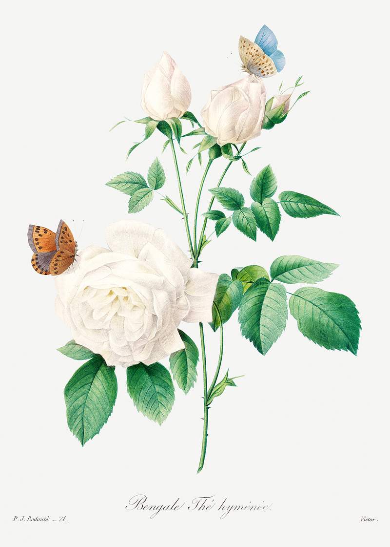 White rose by Pierre-Joseph Redouté (1759–1840). Original from Biodiversity Heritage Library. Digitally enhanced…