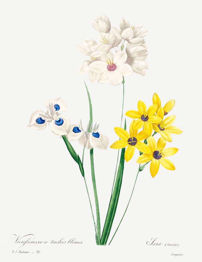 Corn lily by Pierre-Joseph Redouté (1759–1840). Original from Biodiversity Heritage Library. Digitally enhanced…