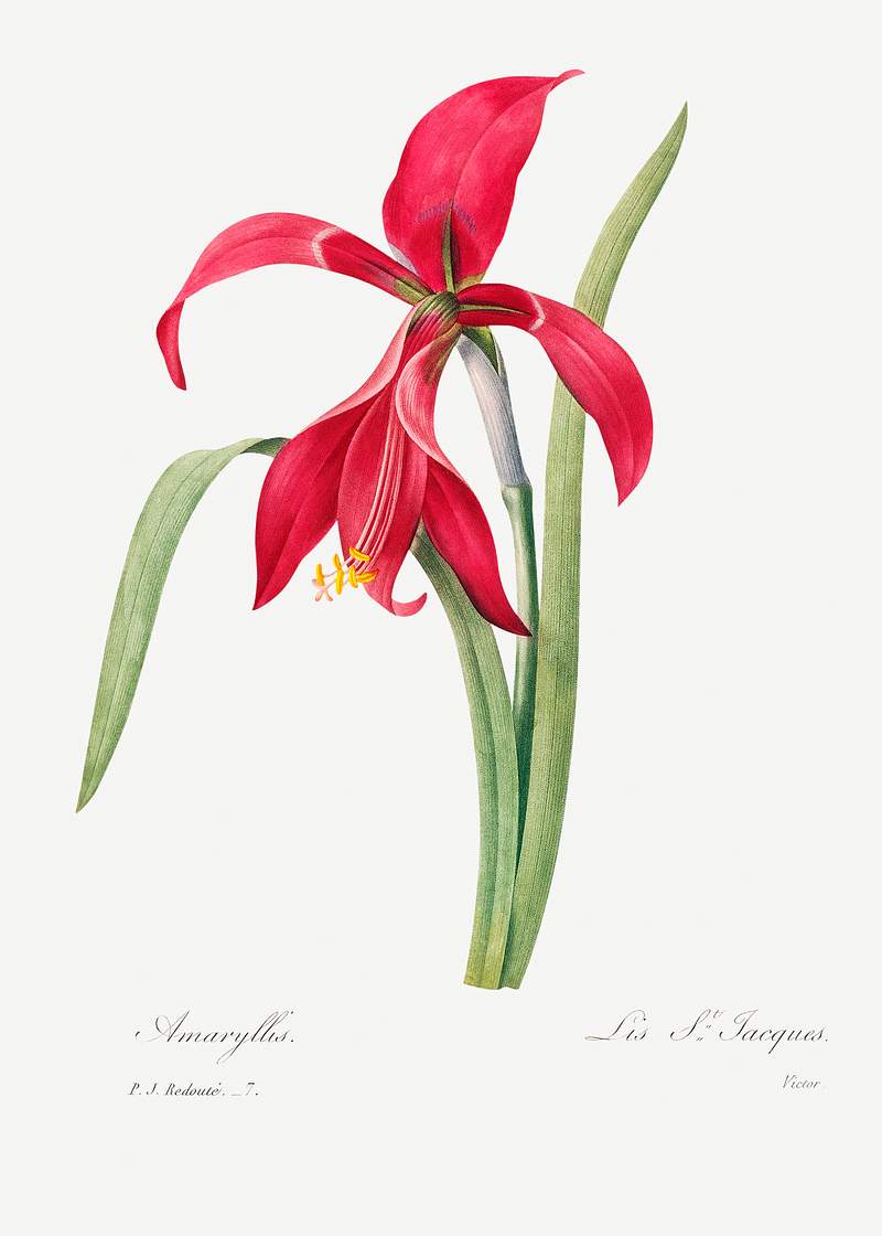 Amaryllis by Pierre-Joseph Redouté (1759–1840). Original from Biodiversity Heritage Library. Digitally enhanced…