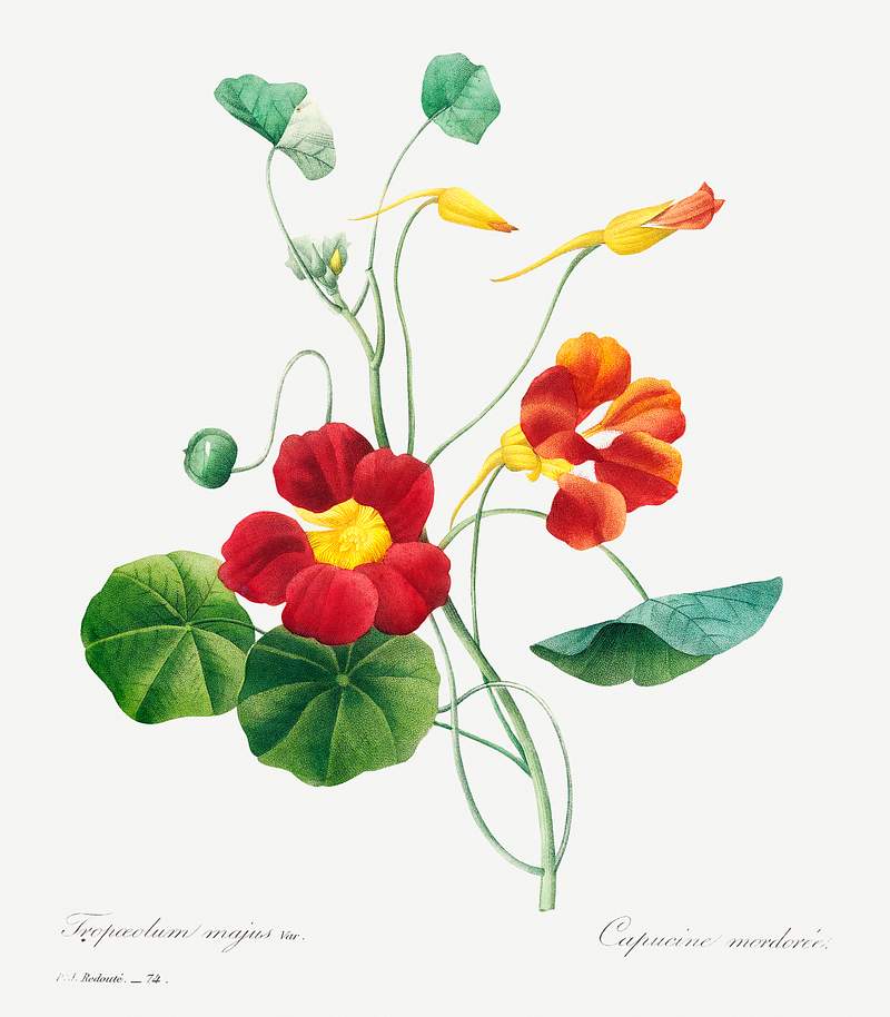 Monk's cress by Pierre-Joseph Redouté (1759–1840). Original from Biodiversity Heritage Library. Digitally…