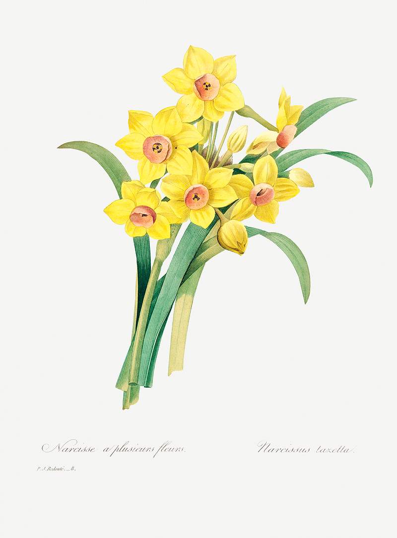 Chinese sacred lily by Pierre-Joseph Redouté (1759–1840). Original from Biodiversity Heritage Library. Digitally…