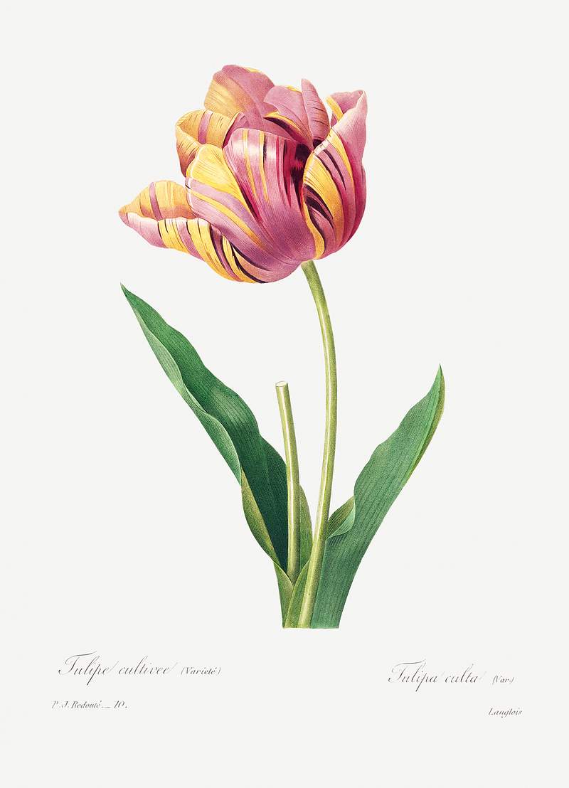 Tulip by Pierre-Joseph Redouté (1759–1840). Original from Biodiversity Heritage Library. Digitally enhanced by…