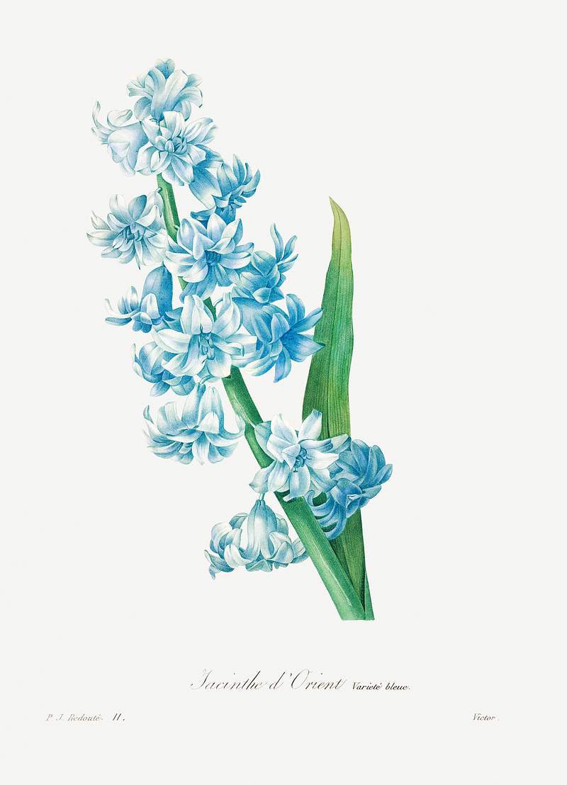 Blue hyacinth by Pierre-Joseph Redouté (1759–1840). Original from Biodiversity Heritage Library. Digitally…