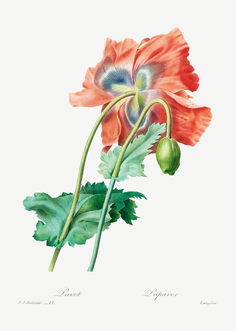 Poppy by Pierre-Joseph Redouté (1759–1840). Original from Biodiversity Heritage Library. Digitally enhanced by…