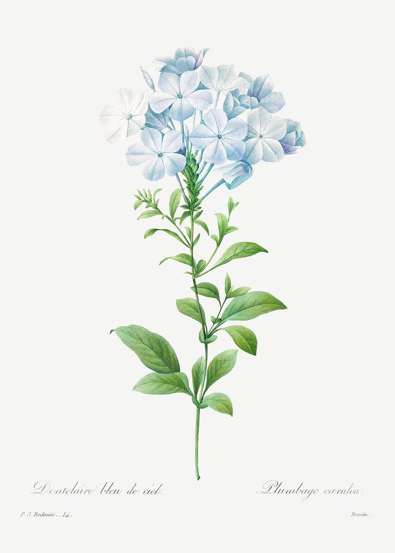 Plumbago caerulea by Pierre-Joseph Redouté (1759–1840). Original from Biodiversity Heritage Library. Digitally…