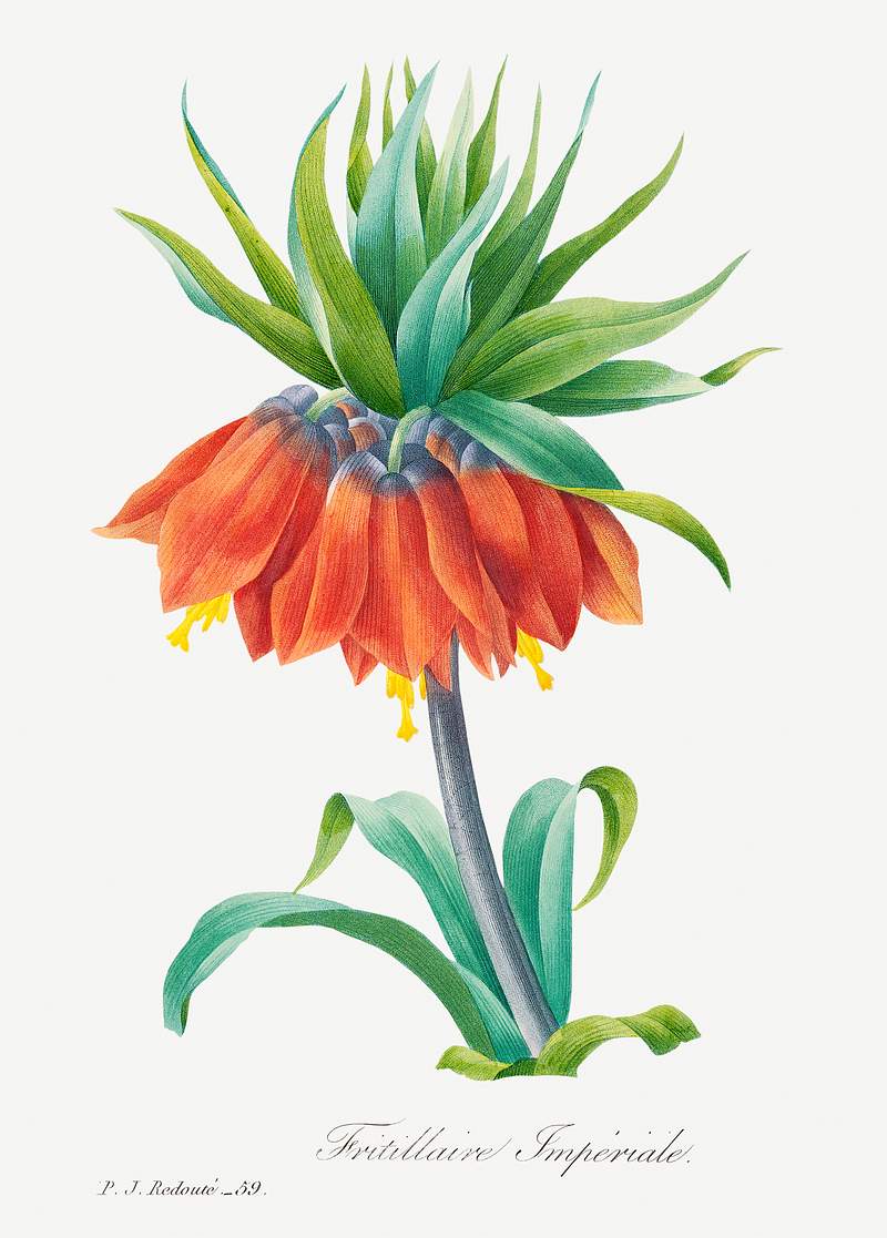 Kaiser's crown by Pierre-Joseph Redouté (1759–1840). Original from Biodiversity Heritage Library. Digitally…
