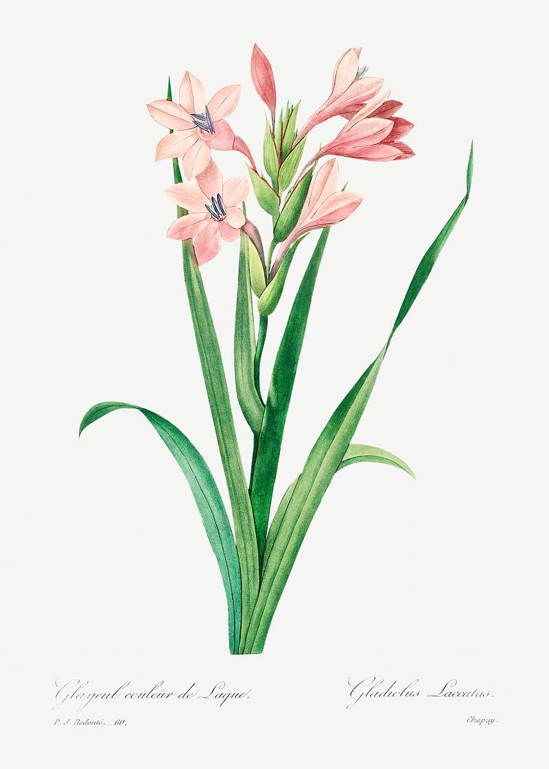 Sword lily by Pierre-Joseph Redouté (1759–1840). Original from Biodiversity Heritage Library. Digitally enhanced…