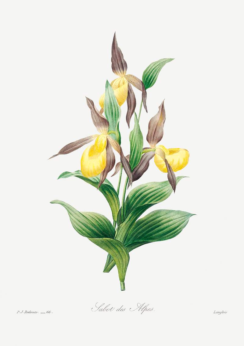 Yellow lady slipper by Pierre-Joseph Redouté (1759–1840). Original from Biodiversity Heritage Library. Digitally…