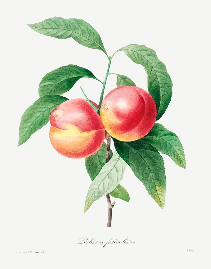 Peaches on a branch by Pierre-Joseph Redouté (1759–1840). Original from Biodiversity Heritage Library. Digitally…