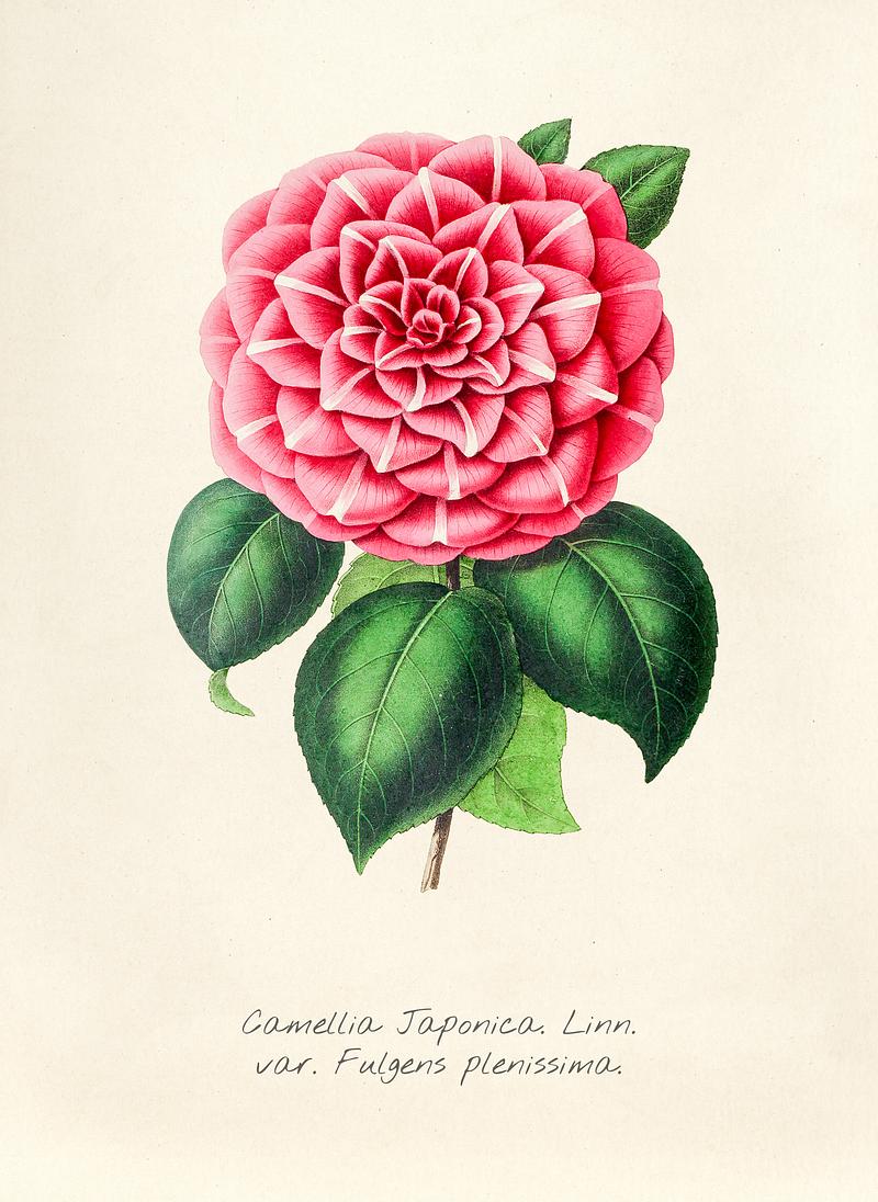 Antique illustration of Camellia japonica linn var fulgens plenissima Antique illustration of Camellia japonica linn var fulgens plenissima