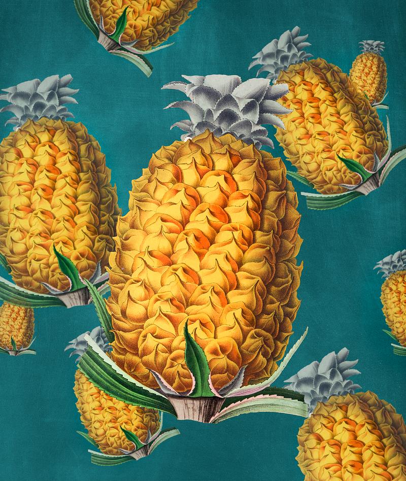 Vintage pineapple print Antique illustration of pineapple