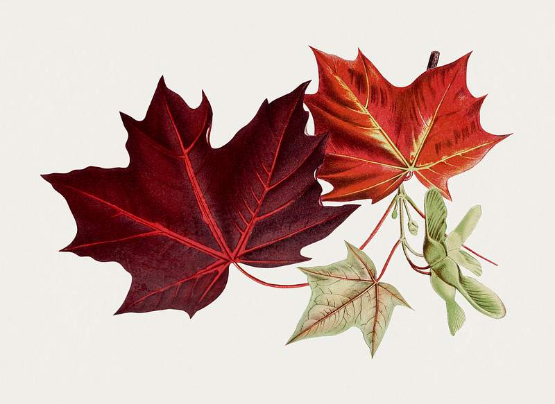 Vintage Red Leaves Drawing Vintage Red Leaves Drawing