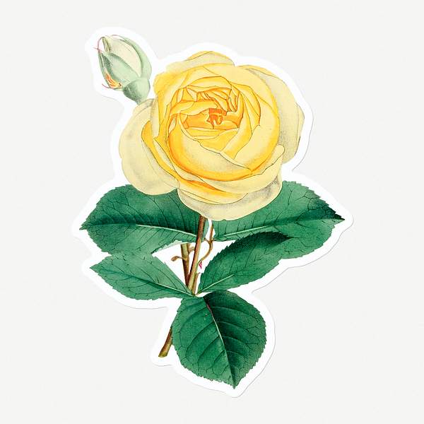 Hand Drawn Of A Yellow Rose Flower Sticker With A White Border Royalty Free Illustration 2405761