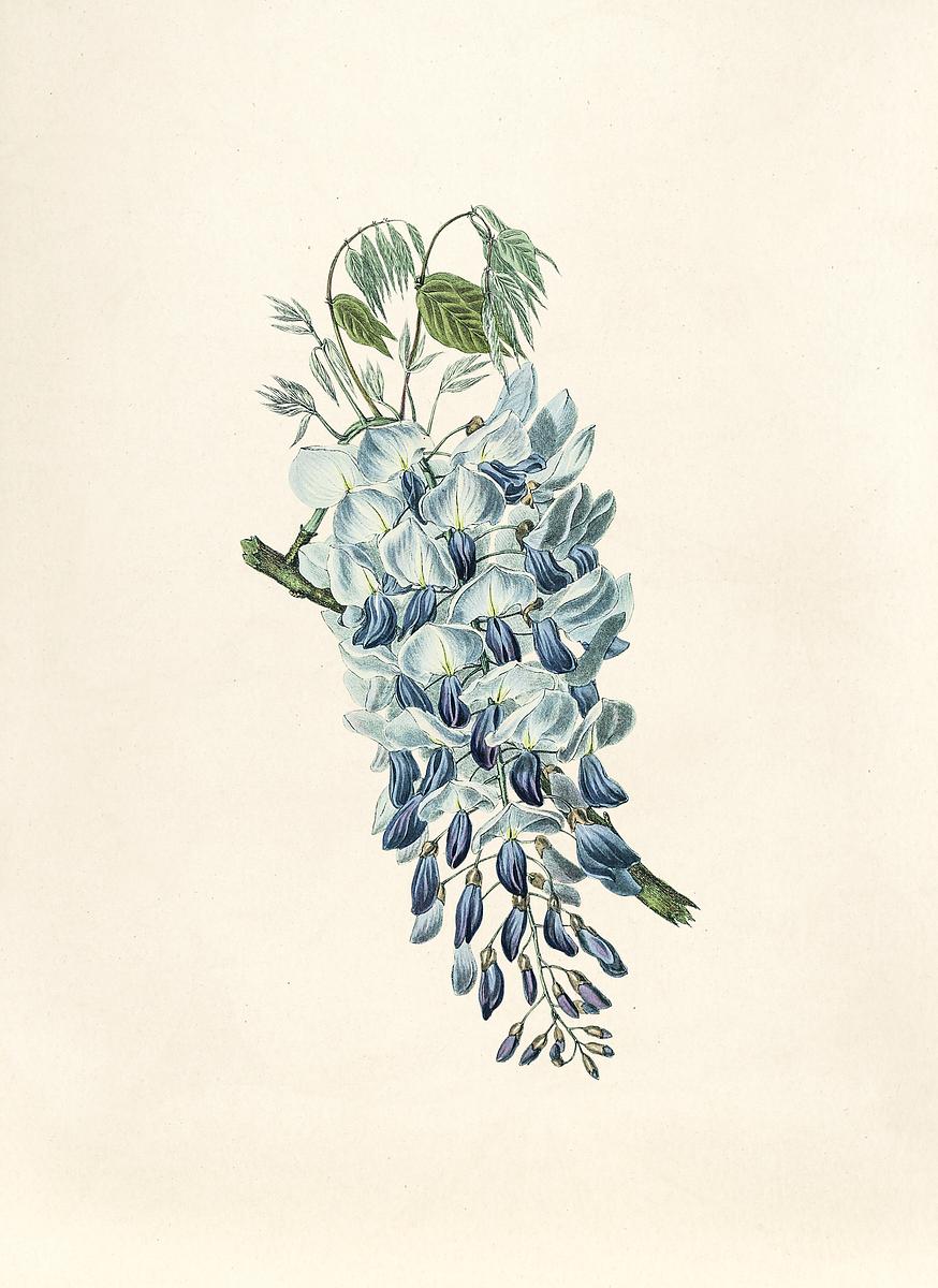 Antique Watercolor Drawing Of Wisteria Premium Photo Rawpixel Antique Watercolor Drawing Of Wisteria Premium Photo Rawpixel