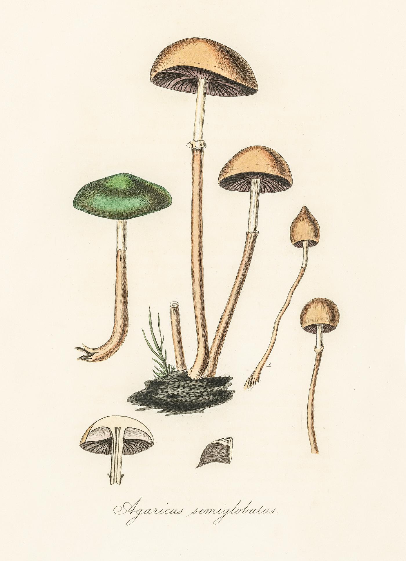 Agaricus semiglobatus illustration from Medical Botany (1836) by John Stephenson and James Morss Churchill. Agaricus semiglobatus illustration from Medical Botany (1836) by John Stephenson and James Morss Churchill.