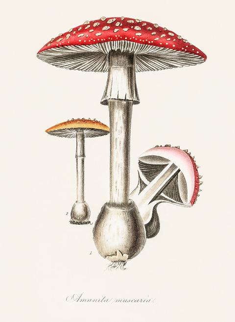Amanita muscaria illustration from Medical Botany (1836) by John Stephenson and James Morss Churchill. Amanita muscaria illustration from Medical Botany (1836) by John Stephenson and James Morss Churchill. - amanita muscaria…