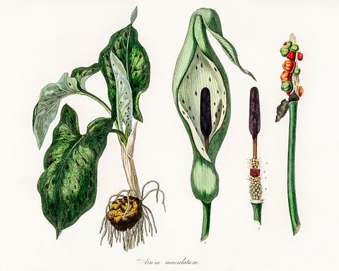 Arum maculatum illustration from Medical Botany (1836) by John Stephenson and James Morss Churchill. Arum maculatum illustration from Medical Botany (1836) by John Stephenson and James Morss Churchill. - antique, arum…