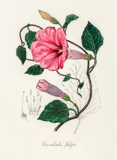 Jalap (Convolvulus jalapa) illustration from Medical Botany (1836) by John Stephenson and James Morss Churchill. Jalap (Convolvulus jalapa) illustration from Medical Botany (1836) by John Stephenson and James Morss Churchill. - antique…